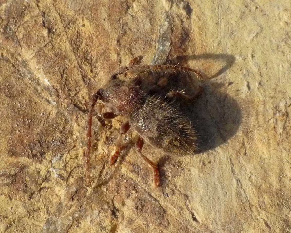 Cerambice peloso: Parmena pubescens